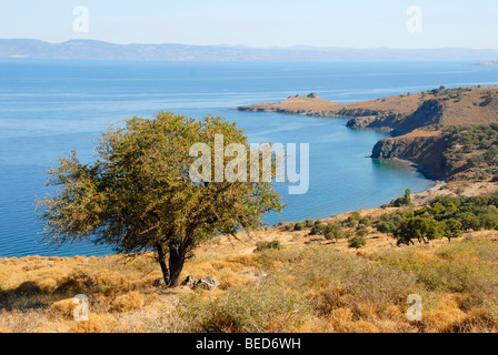 Solitary tree on a rocky coast near Tsichranda, Lesbos Island, Aegean Sea, Greece, Europe Stock Photo
