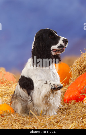 English Cocker Spaniel, black-and-white, lifting his paw / straw, pumpkins Stock Photo