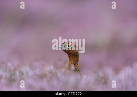 Red Grouse peeping out of the blooming heather Stock Photo