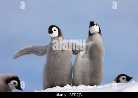 2 baby Emperor Penguins young chicks stand together touching flippers on snow hill flippers out waving blue sky Antarctica Stock Photo