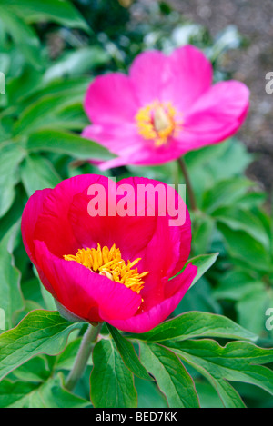 Paeonia officinalis subsp. microcarpa Stock Photo