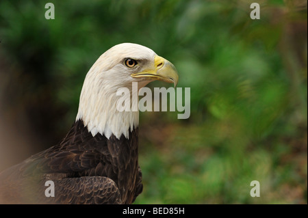 Bald Eagle, Haliaeetus leucocephalus, Florida, captive Stock Photo