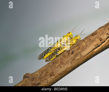 migratory locust (Locusta migratoria), on a twig, Stock Photo
