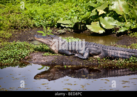 American Alligator, Alligator mississippiensis, basking on peat bog along Alligator Alley in the Everglades. Stock Photo