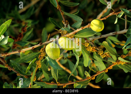 Argan 'Argania' nuts on branch, flower buds. Stock Photo