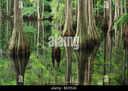 Bald cypress, Taxodium distichum, Lake Bradford, Florida Stock Photo