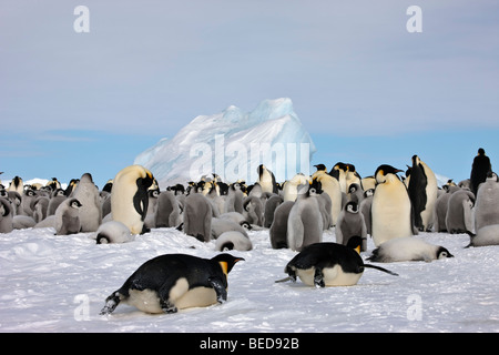 2 adult Emperor penguins return to rookery, breeding colony with many baby chicks, sliding quickly on ice with full bellies, Snow Hill, Antarctica Stock Photo