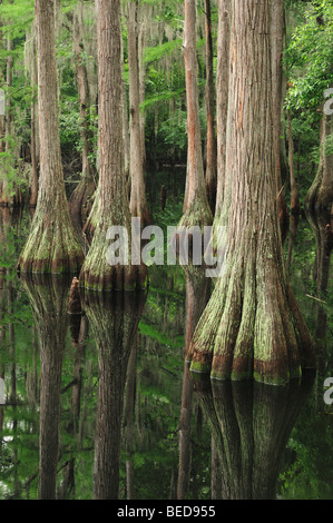 Bald cypress, Taxodium distichum, Lake Bradford, Florida Stock Photo
