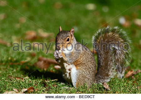 Grey Squirrel eating nut Stock Photo