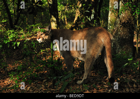 Florida panther, Puma concolor coryi, Florida, captive Stock Photo