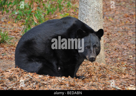 Black bear, Ursus americanus, Florida, captive Stock Photo