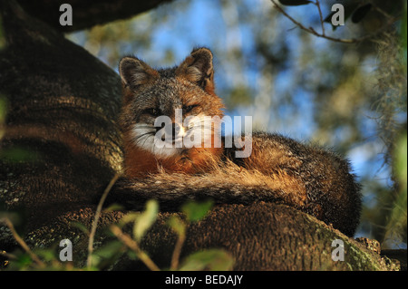 Grey fox, Urocyon cinereoargenteus, Lake Bradford, Florida (captive) Stock Photo