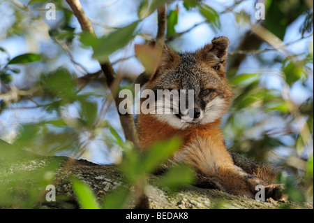 Grey fox, Urocyon cinereoargenteus, Lake Bradford, Florida (captive) Stock Photo