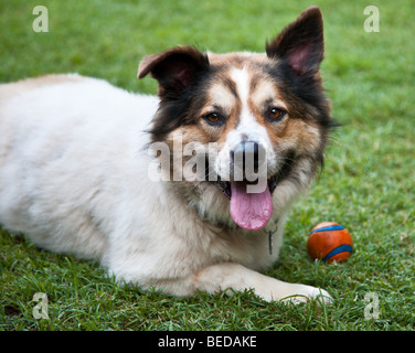 Mixed breed multi-colored dog lying on lawn next to orange ball. Stock Photo