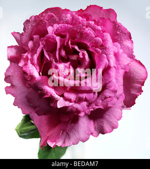 Pink rose (Rosa) with drops of dew Stock Photo