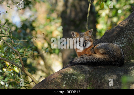 Grey fox, Urocyon cinereoargenteus, Lake Bradford, Florida (captive) Stock Photo