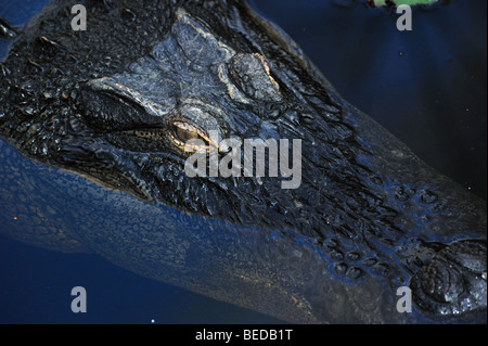 American Alligator, Alligator mississippiensis, captive, Florida Stock Photo