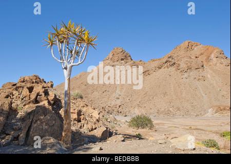 Quiver tree (Aloe dichtoma) in the mountains around Rosh Pinah, Namibia, Africa Stock Photo