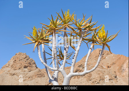 Quiver tree (Aloe dichtoma) in the mountains around Rosh Pinah, Namibia, Africa Stock Photo