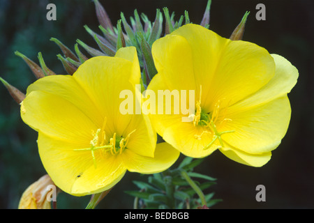 Common Evening Primrose, Evening Star (Oenothera biennis), North Tyrol, Austria, Europe Stock Photo