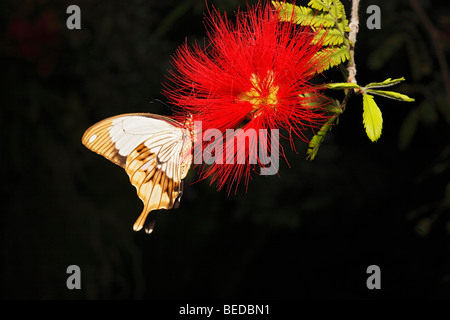 Papilio nobilis butterfly on Mexican Flame Bush (Calliandra tweedii) Stock Photo