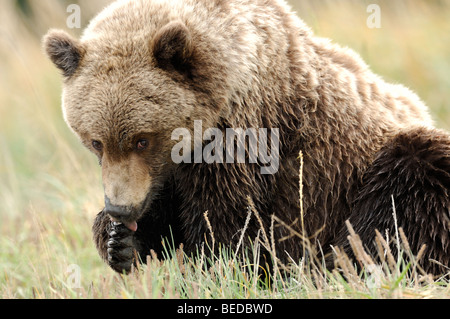 Stock photo of a yearling brown bear washing his paw. Stock Photo