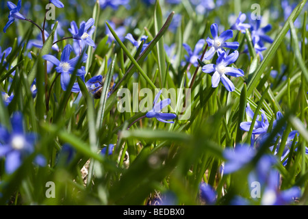 Blue eyed grass sisyrinchium upstate New York blooming in April Stock Photo