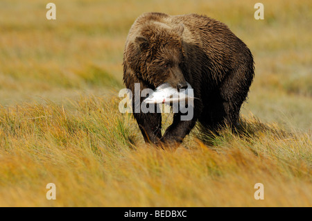 Stock photo of an Alaskan brown bear walking through a golden sedge meadow holding a silver salmon. Stock Photo