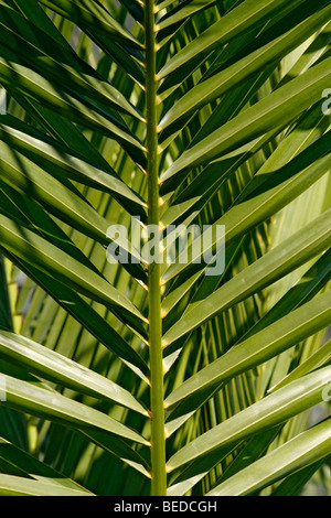 leaf of a palm, palm tree, arecaceae, background Stock Photo