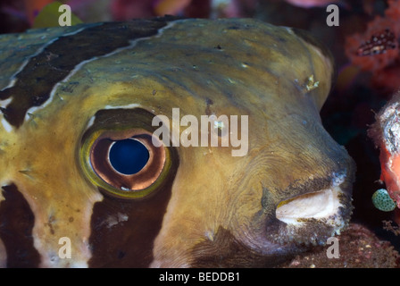 Masked porcupinefish under water Stock Photo