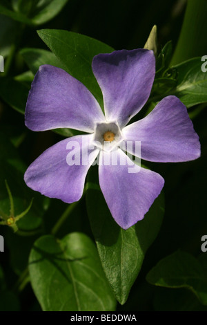 Large Periwinkle Vinca major Taken In Western Cape Province, South Africa Stock Photo