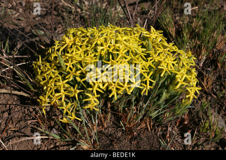 Clump of Yellow Flowers Of Gnidia caffra Taken In Malolotja National Park Swaziland Stock Photo