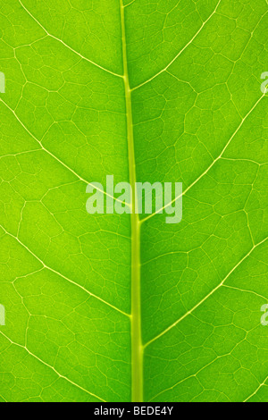 Structure of a leaf Stock Photo
