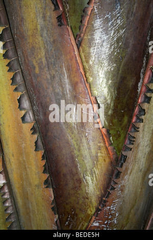 Interlocking Stems Of The Traveller's Palm Ravenala madagascariensis Taken In Knysna, Western Cape, South Africa Stock Photo