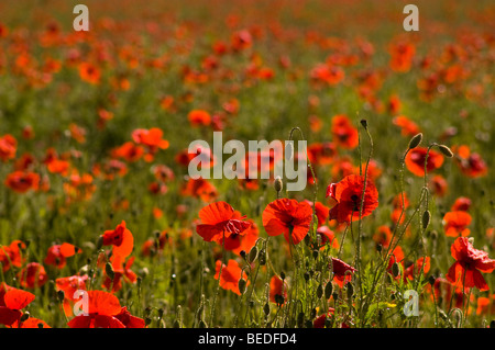 Poppy Field Stock Photo