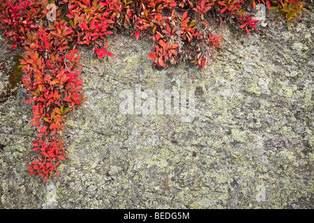 Background from a rock with a wild plant with red leaves Stock Photo