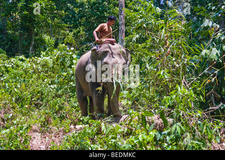 Asian Elephant (Elephas maximus) and a mahout, Havelock, Andaman Islands, India, South Asia Stock Photo