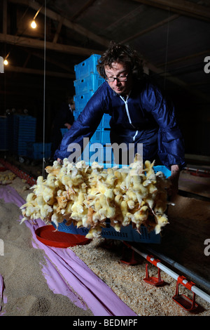 FOOD WRITER AND BROADCASTER HUGH FEARNLEY-WHITTINGSTALL EMPTIES A CRATE OF CHICKS DURING A VISIT TO A CHICKEN BROILER FARM WHILE Stock Photo