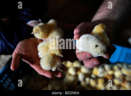 A CRATE OF CHICKS DELIVERED TO A CHICKEN BROILER FARM UK Stock Photo