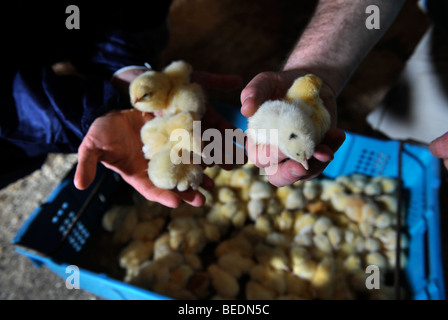 A CRATE OF CHICKS DELIVERED TO A CHICKEN BROILER FARM UK Stock Photo