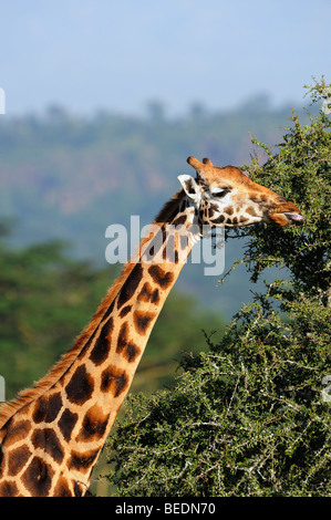 Portrait of a Rothschild Giraffe (Giraffa camelopardalis rothschildi), Lake Nakuru, national park, Kenya, East Africa Stock Photo