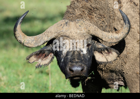 Portrait of a African Buffalo (Syncerus caffer), Lake Nakuru, national park, Kenya, East Africa Stock Photo