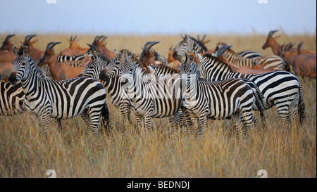 Grant's Zebras (Equus quagga boehmi) and Topis (Damaliscus korrigum), Masai Mara Nature Reserve, Kenya, East Africa Stock Photo