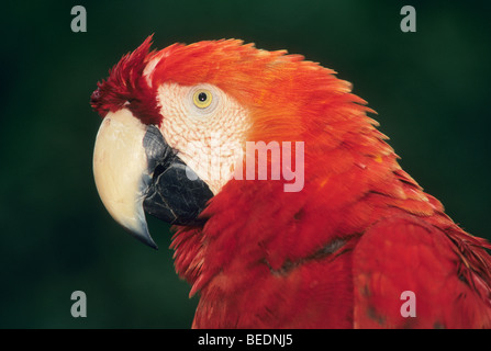 Scarlet Macaw, (Ara macao), Tambopata Reserve, Amazonia, southeast Peru. Stock Photo