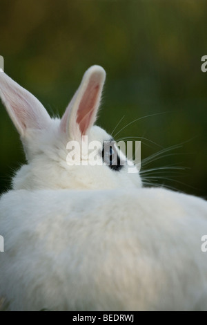 rabbit - from behind Stock Photo - Alamy