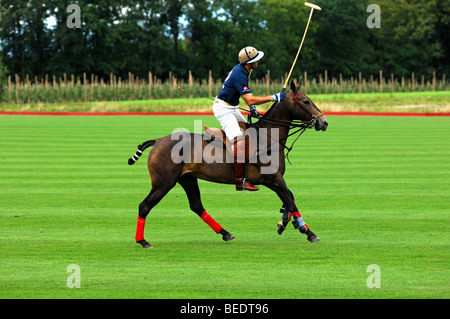 Polo player perfectely raising the bat after hitting the ball, polo, equestrian sport Stock Photo
