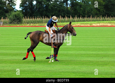 Polo player hitting the ball, polo, equestrian sport Stock Photo