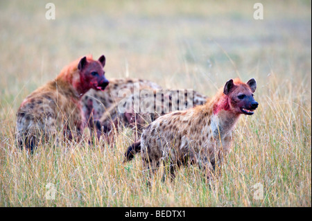Spotted Hyena (Crocuta crocuta) with prey, Masai Mara, national park, Kenya, East Africa Stock Photo