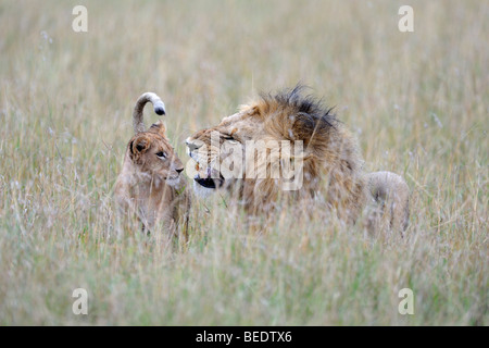 Lion (Panthera leo), maned lion playing with cub, Masai Mara, national park, Kenya, East Africa Stock Photo