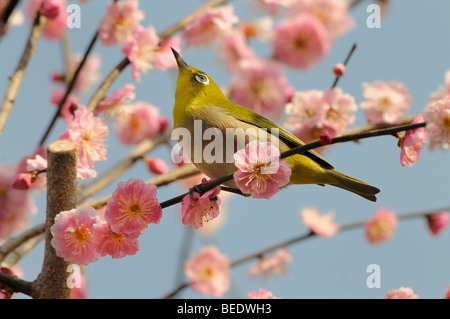 Japanese White-eye (Zosterops japonica) in a Japanese Apricot or Ume (Prunus mume), Kyoto, Japan, East Asia, Asia Stock Photo